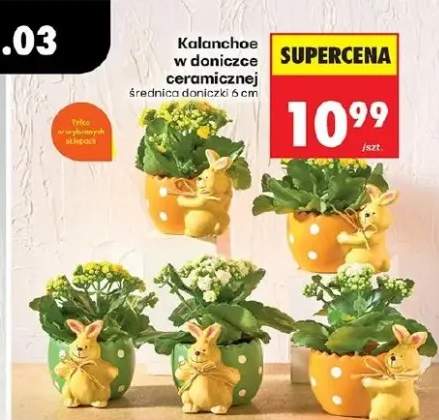Kalanchoe w doniczce ceramicznej