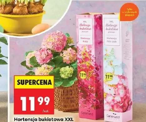 Hortensja bukietowa XXL