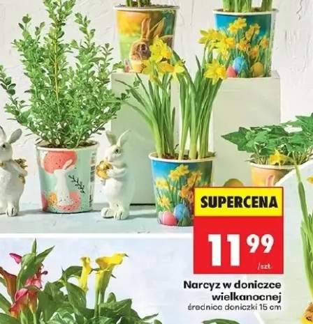 Narcyz w doniczce wielkanocnej