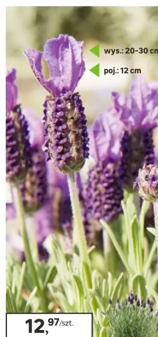 Lawenda francuska Stoechas 20-30 cm