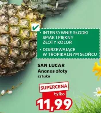 Ananas złoty sztuka