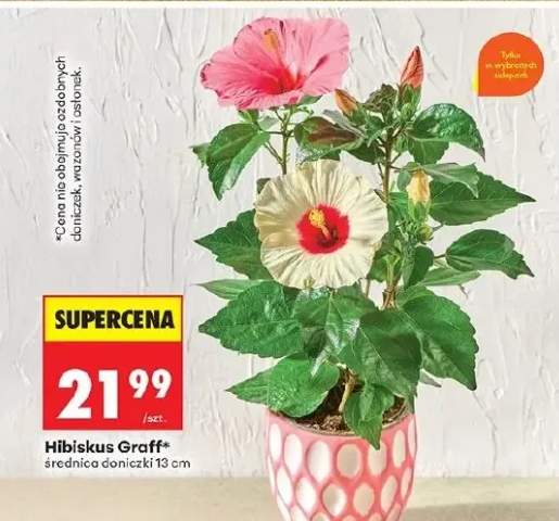 Hibiskus Graff średnica doniczki 13 cm