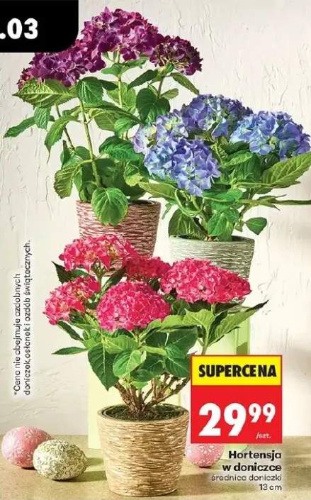 Hortensja w doniczce średnica doniczki 13cm