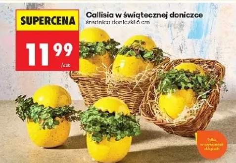 Callisia w świątecznej doniczce średnica doniczki 6cm