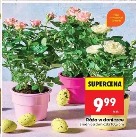 Róża w doniczce średnica doniczki 10.5cm