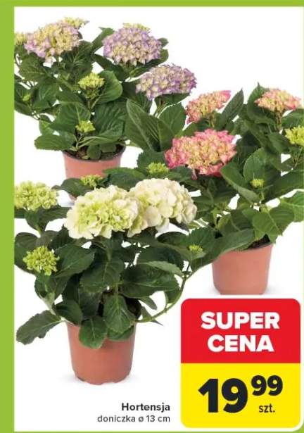 Hortensja doniczka