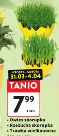 Owies skorupka zielona skorupka złota trawa wielkanocna