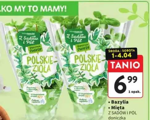 Mięta z sadów i pól doniczka