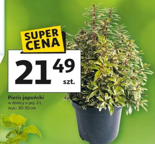 Pieris japoński w donicy