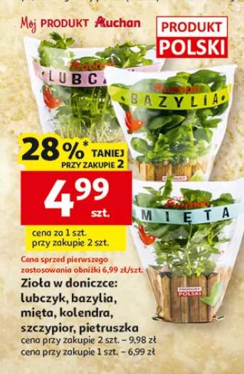 Zioła w doniczce: lubczyk, bazylia, mięta, kolendra, szczypiorek, pietruszka