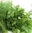 Natka pietruszki Z Sadów i Pól