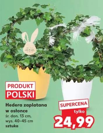 Hedera zaplatana w osłonce śr. don. 13 cm, wys. 40-45 cm