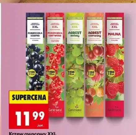 Krzew owocowy XXL porzeczka czarna Titania