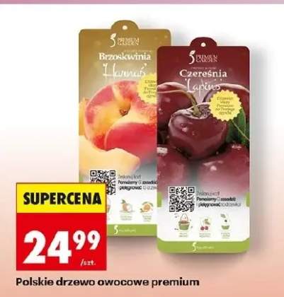 Drzewo owocowe premium brzoskwinia Hanas