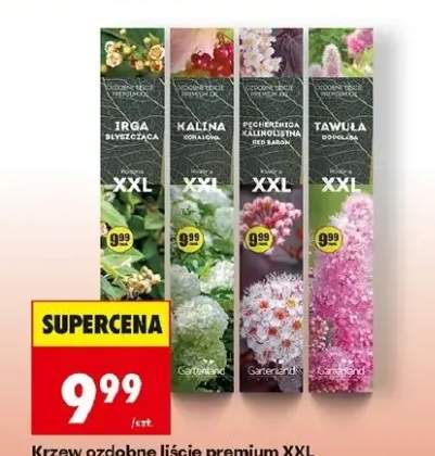 Irga blyszcząca XXL