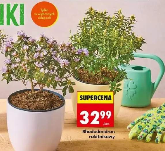 Rododendron rokitnikowy