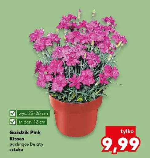 Goździk Pink Kisses pachnące kwiaty
