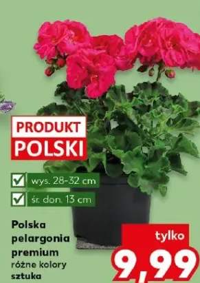 Polska pelargonia premium różne kolory