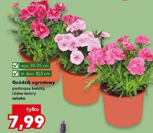 Goździk ogrodowy pachnące kwiaty, różne kolory