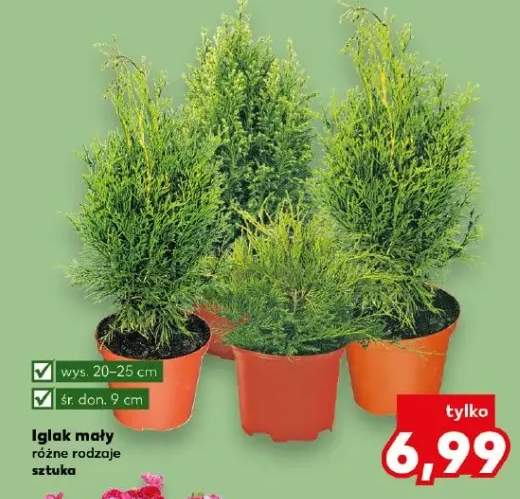 Iglak mały różne rodzaje