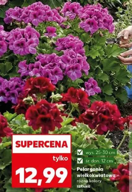 Pelargonia wielokwiatowa różne kolory