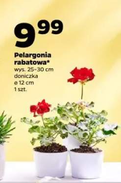 Pelargonia rabatowa