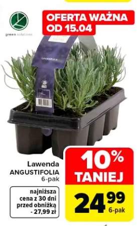 Lawenda ANGUSTIFOLIA 6-pak