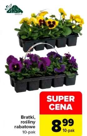 Bratki, rośliny rabatowe 10-pak