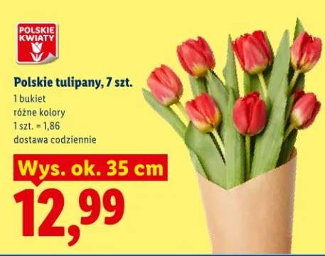 Polskie tulipany różne kolory