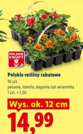 Polskie rośliny rabatowe petunia, lobelia, begonia lub aksamitka