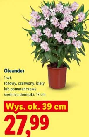 Oleander