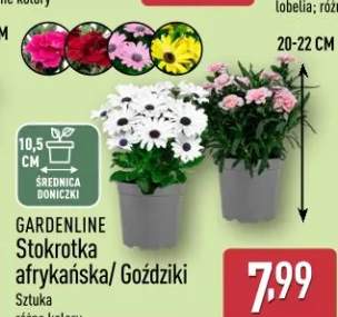 Stokrotka afrykańska/Gożdziki różne kolory