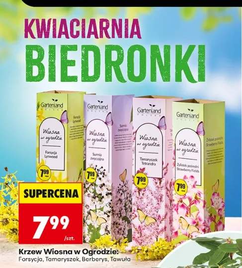 Herbata Wiosna w Ogrodzie Forsycja