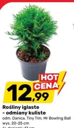 Rośliny iglaste - odmiany kuliste