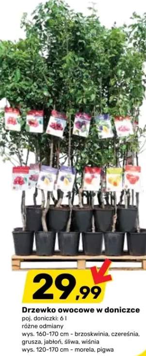 Drzewko owocowe w doniczce