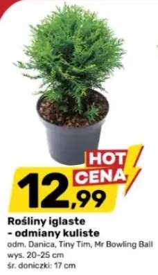 Rośliny iglaste - odmiany kuliste