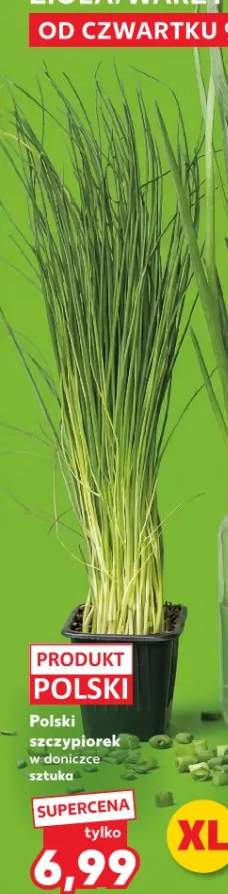 Szczypiorek polski w donizce sztuka