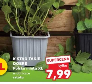 Mięta XL w doniczce