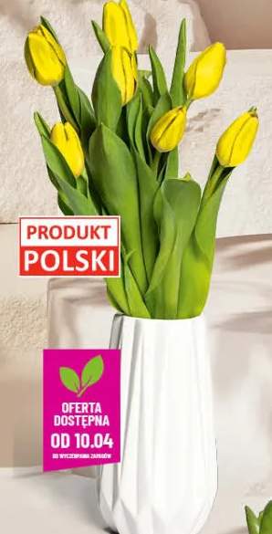 Tulipan bukiet - 7 szt.