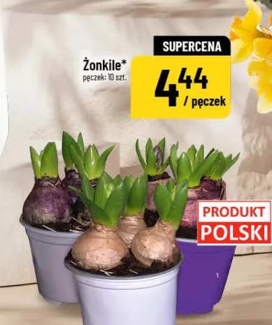Żonkile pęczek: 10 szt.