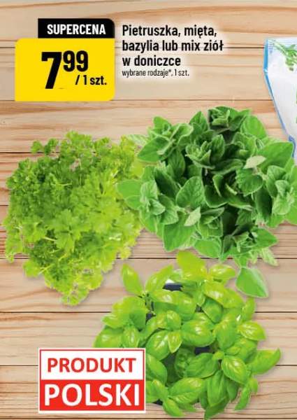 Pietruszka, mięta, bazylia lub mix ziół w doniczce