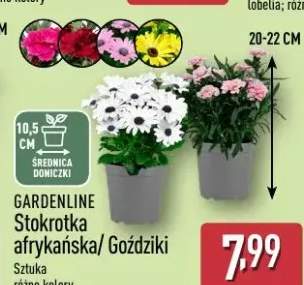 Stokrotka afrykańska/Gazdziki