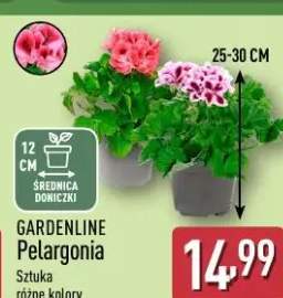 Pelargonia