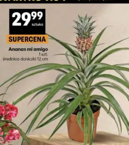 Ananas mi amigo
