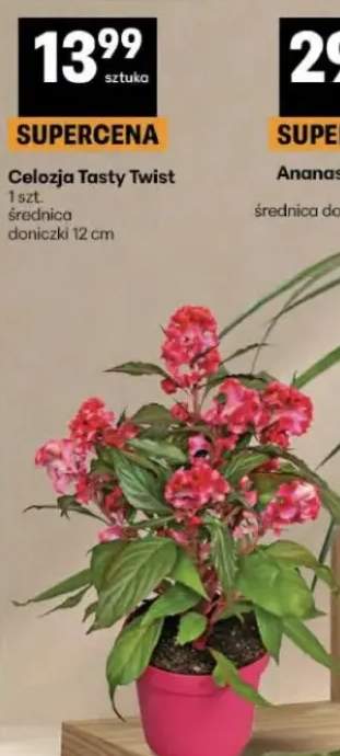 Celozja Tasty Twist