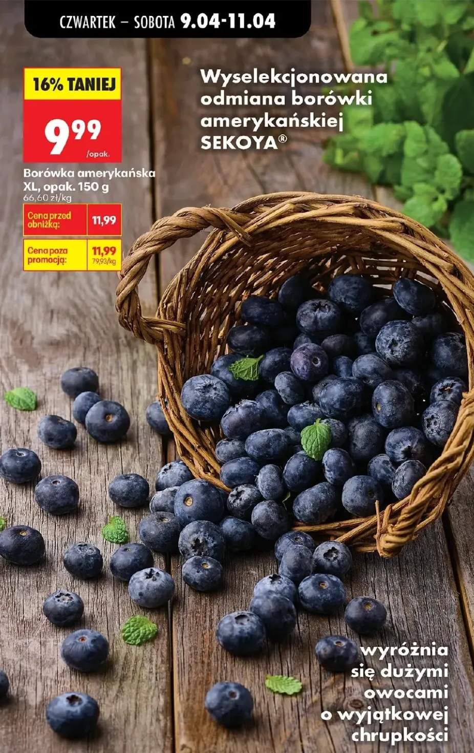 Borówka amerykańska XL