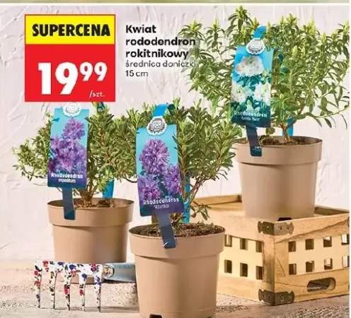 Kwiat rododendron rokitnikowy średnica doniczki 15 cm