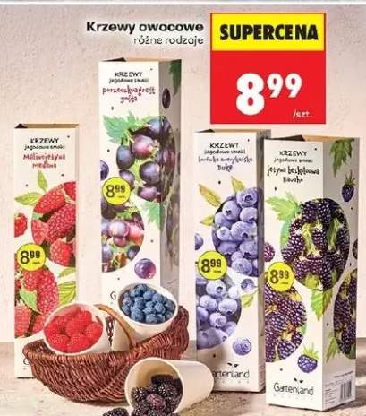 Krzewy owocowe malinowa rośnie