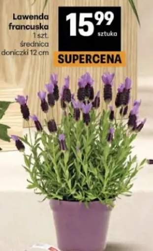 Lawenda francuska