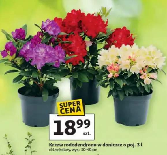 Krzew rododendronu w doniczce o poj. 3l